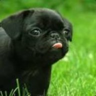 Pugkipz