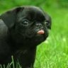 Pugkipz