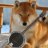 [DG] SenseiTheShiba