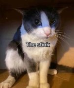the stink.jpg