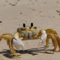 ChefCrab