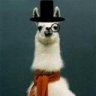 WiseAlpaca